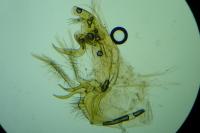 Bryotropha similis