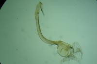 Bryotropha similis