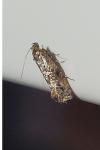 Acrolepia autumnitella