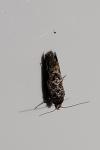 Acrolepia autumnitella