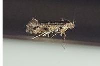 Acrolepia autumnitella