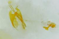 Coleophora badiipennella