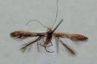 Coleophora badiipennella