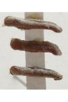 Coleophora badiipennella