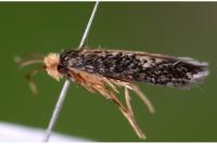 Glaucolepis melanoptera