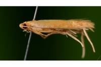 Tischeria ekebladella