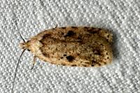 Agonopterix arenella
