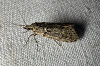 Diurnea fagella