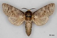 Cossus cossus