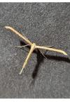 Emmelina monodactyla
