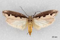 Ethmia bipunctella