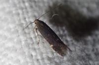 Aproaerema anthyllidella