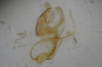 Aproaerema anthyllidella