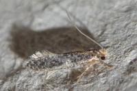 Monopis laevigella