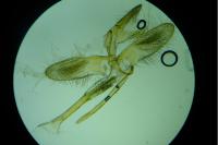 Monopis laevigella