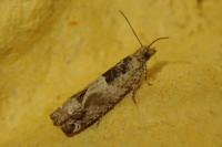Crocidosema plebejana