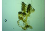 Crocidosema plebejana