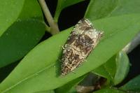 Celypha lacunana