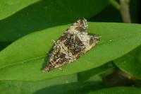 Celypha lacunana