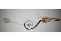 Coleophora alcyonipennella