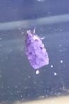 Agonopterix