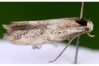 Elachista exigua