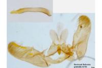 Elachista exigua