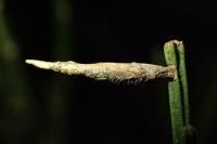 Coleophora calycotomella