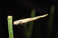 Coleophora calycotomella