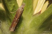 Isophrictis kefersteiniellus