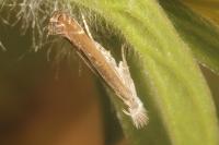 Isophrictis kefersteiniellus