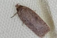 Agonopterix scopariella