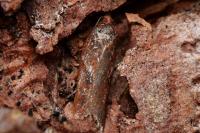 Acleris hyemana