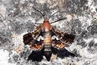 Thyris fenestrella
