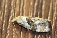 Phalonidia manniana