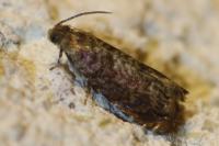 Grapholita janthinana/lobarzewskii