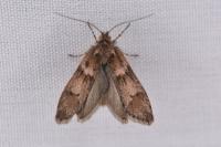 Dasystoma salicella