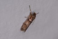 Dasystoma salicella