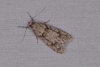 Diurnea fagella
