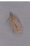 Agonopterix pallorella