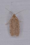 Agonopterix
