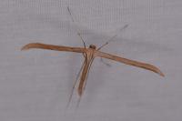 Emmelina monodactyla