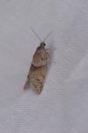 Tortricodes alternella