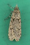 Diurnea fagella