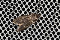 Diurnea fagella