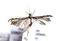 Gypsochares bigoti