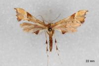 Cnaemidophorus rhododactylus