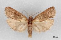Lozotaeniodes cupressana