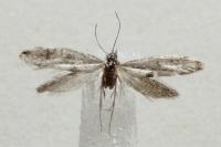Paraswammerdamia albicapitella