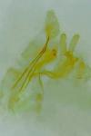 Paraswammerdamia albicapitella